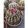 Notocactus uebelmanianus XXXL