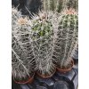 Pachycereus pringlei XL