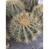 Ferocactus glaucescens XXL