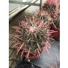 Ferocactus gracilis XXL