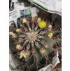 Ferocactus schwarzii XXL