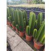 Euphorbia ingens XL