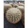 Echinocactus grusonii v. albispinus XXL