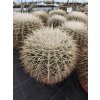 Echinocactus grusonii v. albispinus XXL