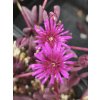 Delosperma "Desert dancer purple"