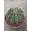 Ferocactus alamosanus v. pottsii XXXXL