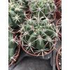 Gymnocalycium achirasense L