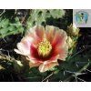 Opuntia pottsii DJF 1447