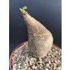 Euphorbia primulifolia XL