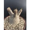 Pachypodium inopinatum XL