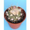 Turbinicarpus pseudomacrohele