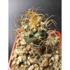 Turbinicarpus pseudomacrohele