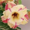 Adenium obesum hybr.  'BG 13'