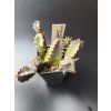 Huernia stapelioides