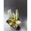 Huernia namaquensis