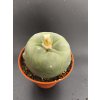 Lophophora diffusa