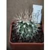 Echinocereus triglochidiatus v.  neomexicanus SB 49