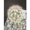 Pediocactus nigrispinus RP 05