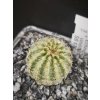 Echinocereus viridiflorus SB 876