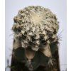 Discocactus horstii MH 611