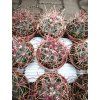 Ferocactus acanthodes