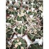 Astrophytum capricorne cv. Buffalo