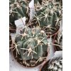 Ferocactus mathssonii