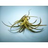 Tillandsia hybr. Eric Knobloch