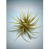 Tillandsia hybr. Victoria Red Splender