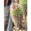 Frailea pseudogracillima