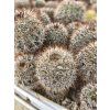 Frailea gracillima-horstii GF 333
