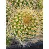 Eriocactus claviceps HU 500
