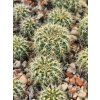 Frailea castanoides PR 72