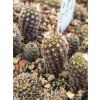 Frailea lepida LB 790