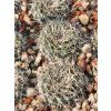 Frailea pygmaea STO 1241