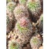 Frailea pseudogracillima PR 614