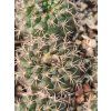 Frailea pumila GF 901