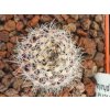 Neoporteria gerocephala KK 96