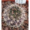 Pyrhocactus curvispinus v. felipensis PHA 2604