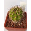 Echinopsis sp. Misque - Totora PHA 2778