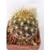 Neoporteria subgibbosa PHA 2605
