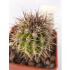 Echinopsis leucantha ASK 1072.2