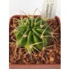 Echinopsis obrepanda ASK 1211.1