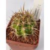 Trichocereus chilensis PHA 2491