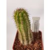 Loxanthocereus granditesselatus ASK 482.2