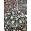 Acanthocalycium catamarcense KP 233