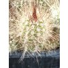 Trichocereus strigonus ASK 1439.3