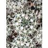 Notocactus submamulosus ASK 1355.1