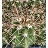 Trichocereus chilensis PHA 3014
