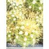 Trichocereus candicans ASK 1432.3